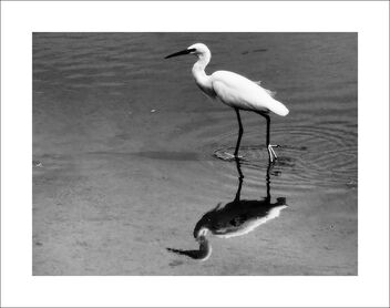White egret - image #477445 gratis