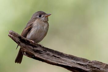 Portrait of a Rare Brown Breasted Flycatcher - Kostenloses image #477605