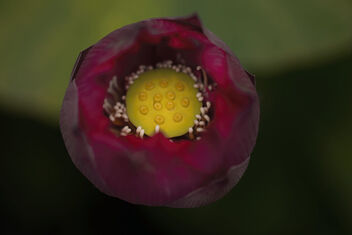 Lotus - бесплатный image #477655