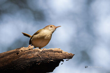 A Common Tailorbird active in the canopy - image gratuit #477665 