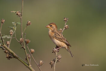 A Juvenile Streaked Weaver I think - Need to reconfirm - image gratuit #477735 