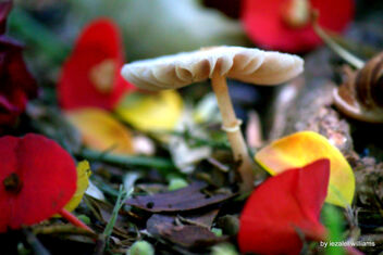 Fascinating Mushroom IMG_4667-001 - image gratuit #477785 