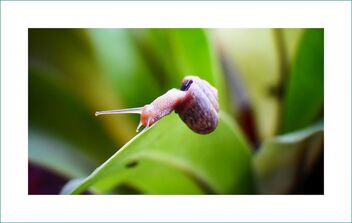 Garden snail - image gratuit #477955 
