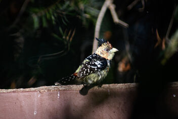 Crested barbet (Trachyphonus vaillantii) - Free image #478015