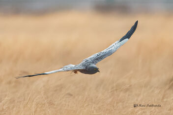 A Male Montague's Harrier looking to land - бесплатный image #478045