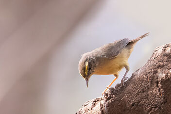 A Sulphur Bellied Warbler actively foraging - image #478065 gratis
