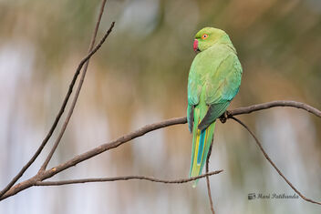 A Rose Ringed Parakeet upset with the Owlet - image gratuit #478095 