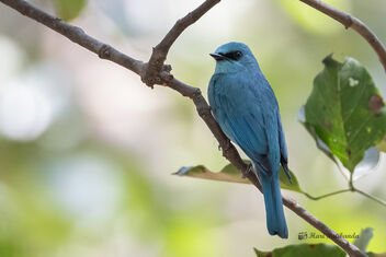 A Verditer Flycatcher resting under the canopy on a hot afternoon - image gratuit #478125 