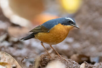 Jackpot! A Rare Indian Blue Robin in the Undergrowth - Kostenloses image #478155