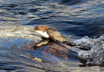 Dipper in the rapids - Free image #478195