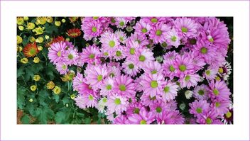 Chrysanthemum flowers are popular during lunar new year - бесплатный image #478235