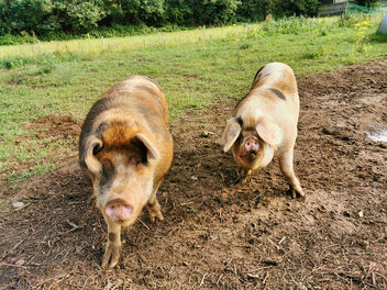 Pigs! - image #478275 gratis