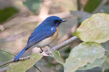 A Tickell's Blue Flycatcher looking for insects - бесплатный image #478325