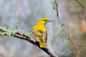 An Indian Golden Oriole female foraging - image gratuit #478555 