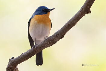 A cheerful Tickell's Blue Flycatcher - Free image #478585