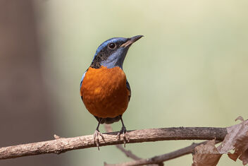 A Blue Capped Rock Thrush actively hunting for food - бесплатный image #478615