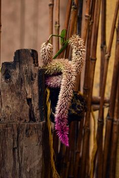 Celosia Flowers - image gratuit #478845 