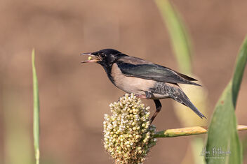A Rosy Starling enjoying a Millet Cob - Free image #479005