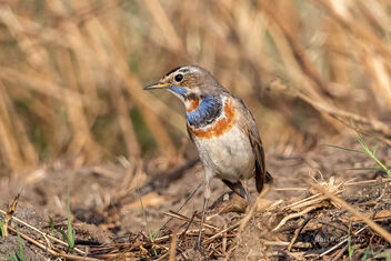 A Bluethroat in the fields - his habitat - image gratuit #479055 