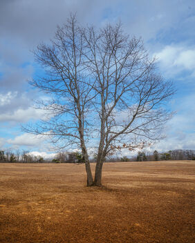 Big Meadow Tree - image gratuit #479065 
