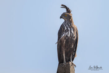 Changeable Hawk Eagle surveying for prey - image #479075 gratis
