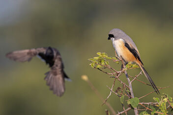 A Long Tailed Shrike and Drongo getting into a fight - image gratuit #479115 