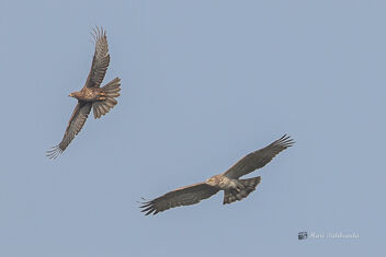 A Short Toed Snake Eagle in a fight with Oriental Honey Buzzard - Kostenloses image #479165