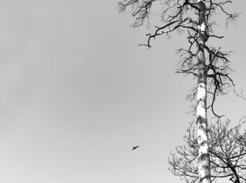 a tree and a bird - image #479225 gratis