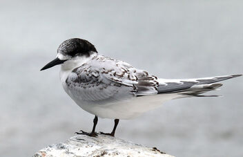 White fronted tern. - image gratuit #479235 