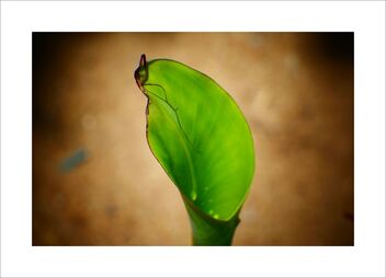 Young banana leaf - Free image #479315