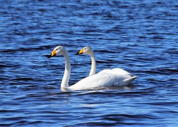 Swans and Flooded Field - бесплатный image #479485