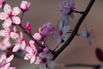 Cherry Blossom - Free image #479525
