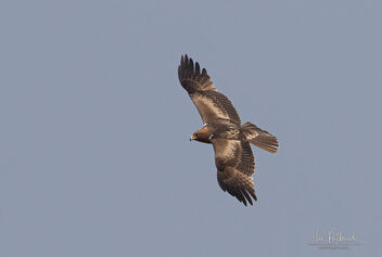 A Booted Eagle in flight - Super Resolution Enhanced! - Free image #479575
