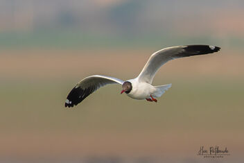 A Brown-Headed Gull in Flight - image gratuit #479635 