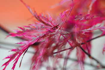 Acer leaves - colorful abstract - image #479675 gratis