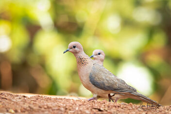 A Laughing Dove on a Serious Stroll - image #479755 gratis