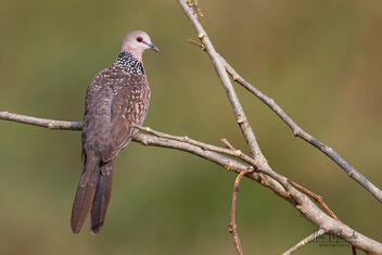 A Spotted Dove on a beautiful perch - image #479795 gratis