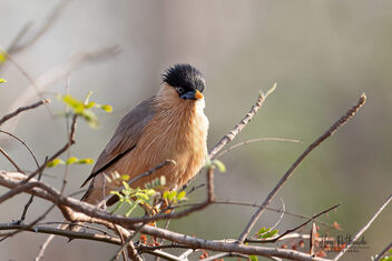 A Brahminy Starling enjoying the action - Kostenloses image #479905