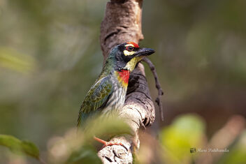 A Coppersmith Barbet looking for its friends - image gratuit #480015 