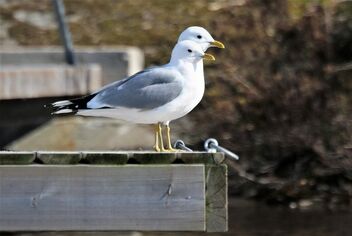 Gray gulls - image gratuit #480065 