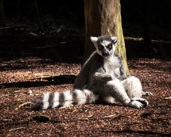 Ring-Tailed Lemur, Nashville Zoo 3/26/21 - image gratuit #480095 
