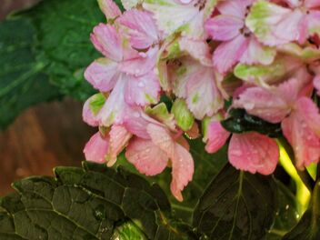 Sonnenberg Gardens & Mansion Historic Park ~ Canandaigua NY ~ Flower Cluster - image gratuit #480165 