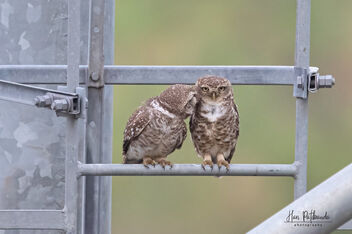 Spotted Owlet Siblings Cuddling - image gratuit #480395 