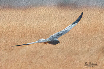 An Oil Painting filer on a Montagu's Harrier in Flight over a Grassland - Kostenloses image #480475