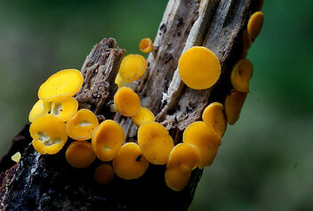 Yellow fairy cups (Bisporella citrina,) - Free image #480585