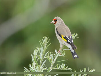 European Goldfinch (Carduelis carduelis) - image gratuit #480715 