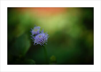 Small purple flowers - Kostenloses image #481005