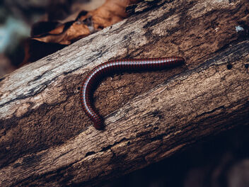 Close-up of a millipede on a dead and rotting tree trunk on the forest floor - Free image #481025