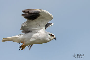 A Black Winged Kite Taking Off - image gratuit #481305 