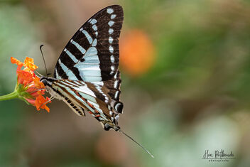 A Chain Swordtail Swallowtail Butterfly in action - image #481355 gratis